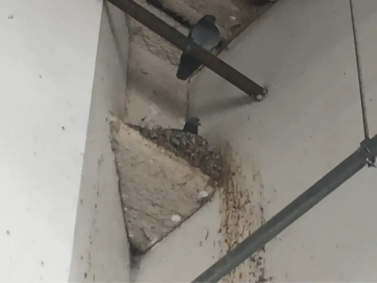 Sprinkler pipes and conduit running along a parking garage ceiling
