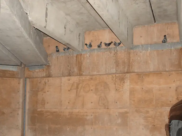 Birds nesting on a ledge inside a parking structure
