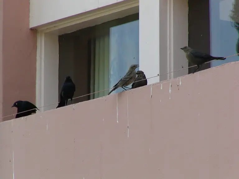 Hotel balconies kept free of nesting pest birds