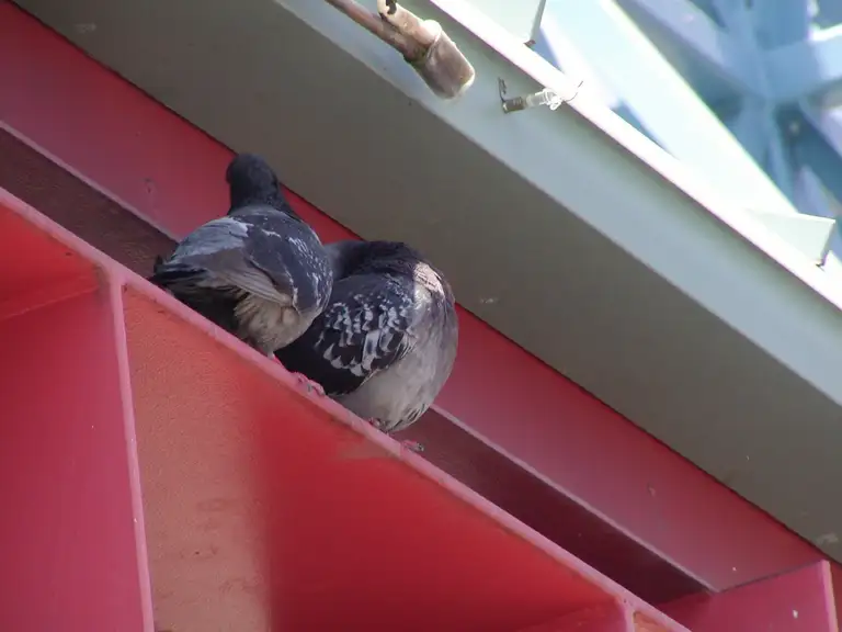 Building ledges on a hospitality venue protected from roosting birds