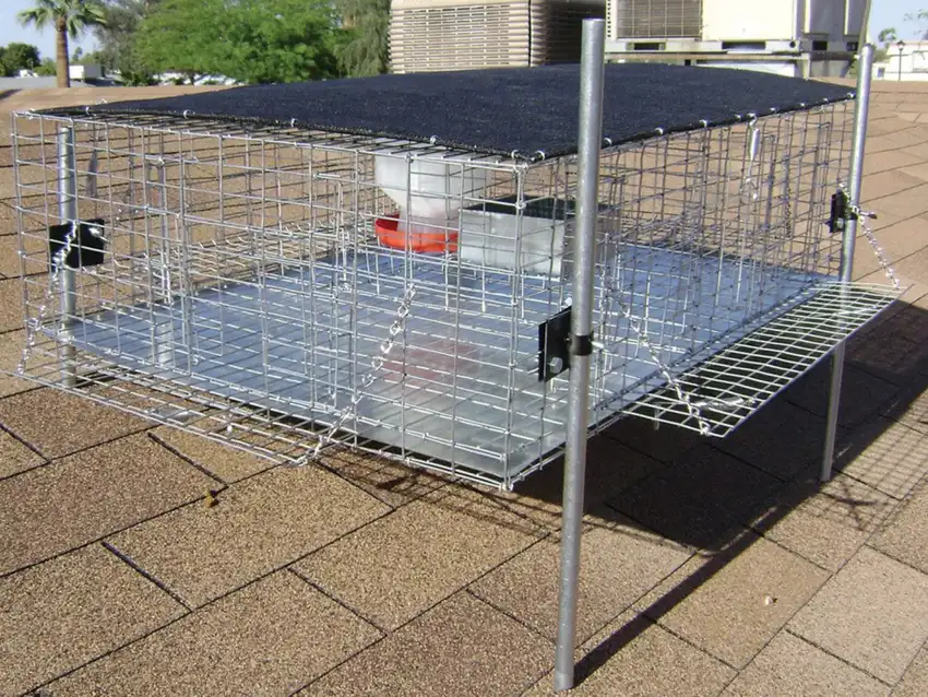 Bird trap system on a rooftop