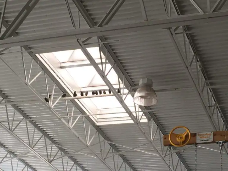 Pest birds perched on open-girder construction inside a big box store
