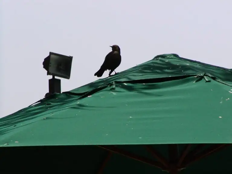 Pest bird nesting in a covered outdoor retail display area