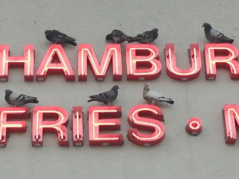 Pest birds perched on the channel letters of a retail sign