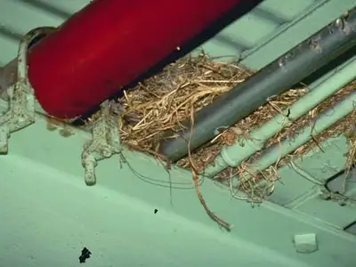 Birds roosting on the underside structure of a loading dock