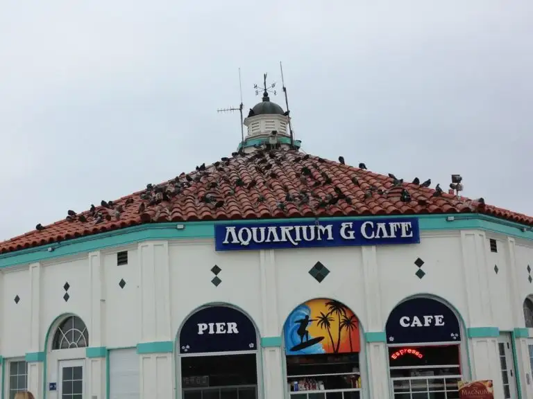 Pest birds and nesting debris on a flat retail rooftop
