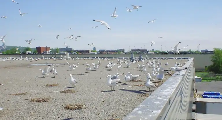 Large group of gulls gathered on a flat commercial rooftop