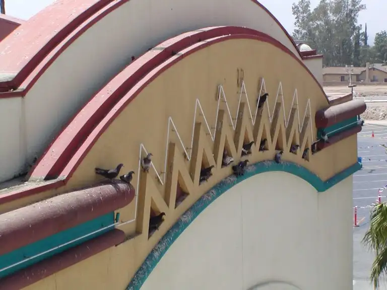 Bird droppings and nesting material damaging a building
