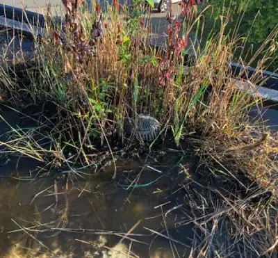 Standing water pooling on a failing flat roof